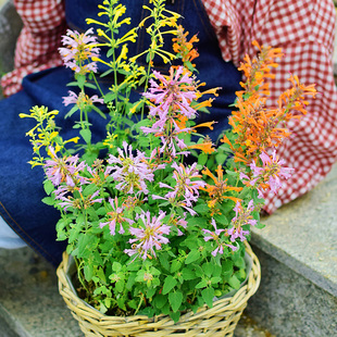藿香花种亚利桑那种子籽四季种夏秋开花阳台庭院盆栽易种花卉