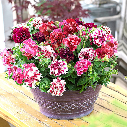 重瓣矮牵牛花苗阳台盆栽四季易活