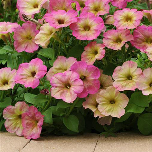 逸棵直立矮牵牛花苗阳台四季易