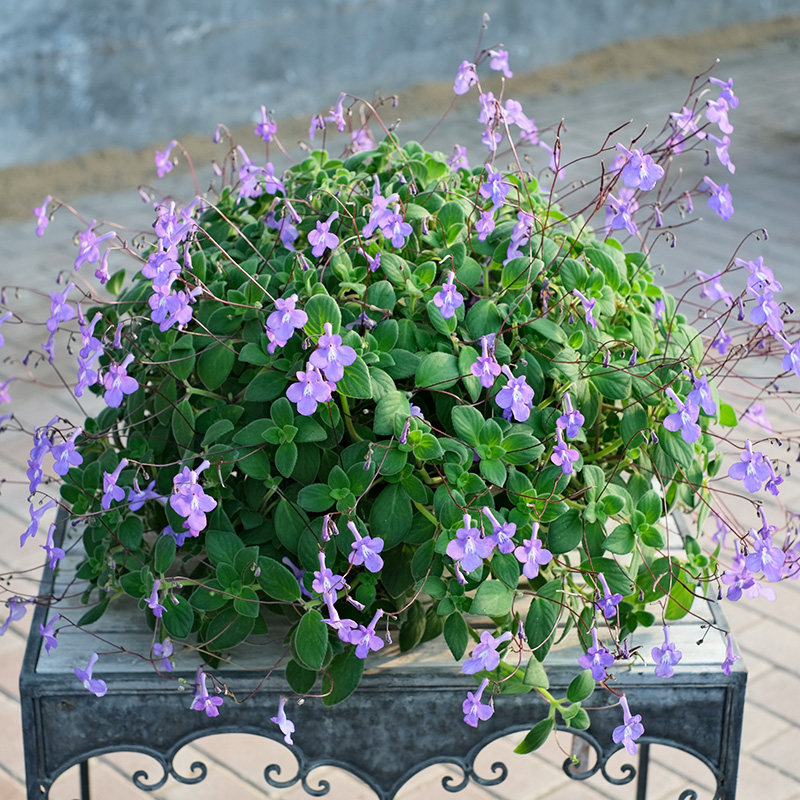 多年生海豚花苗小苗阳台室内盆栽蓝色白色垂吊耐阴易爆花冬季,鲜花速递/花卉仿真/绿植园艺,时令草本花卉,淘宝优惠券,粉丝福利购,淘宝优惠卷