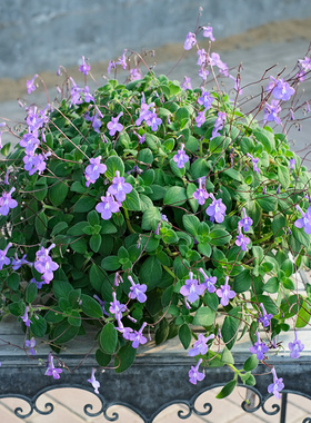 多年生海豚花苗小苗阳台室内盆栽蓝色白色垂吊耐阴易爆花冬季