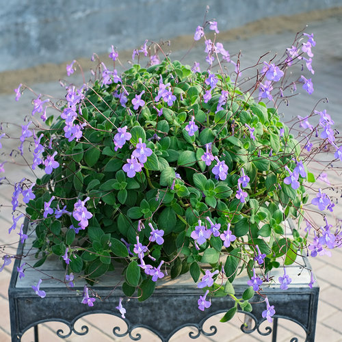 多年生海豚花苗小苗阳台室内盆栽蓝色白色垂吊耐阴易爆花冬季