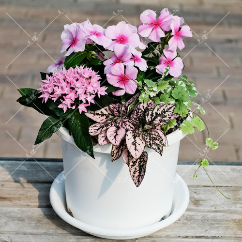 直立长春花花苗阳台盆栽四季种