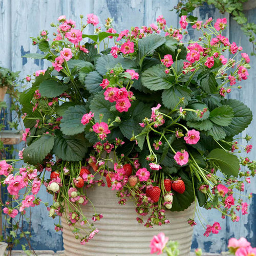 四季盆栽草莓苗阳台水果易种活