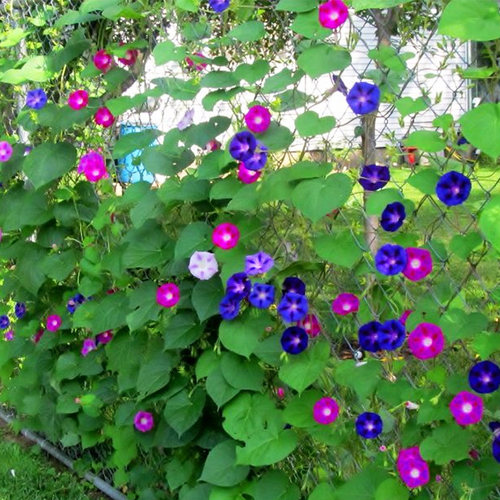 牵牛花花苗阳台庭院盆栽易种