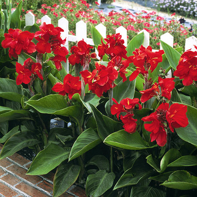 美人蕉花种种子籽四季种易种