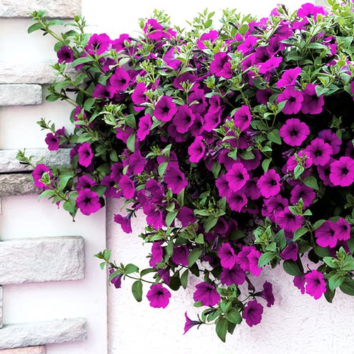 逸棵垂吊矮牵牛花苗春夏秋爆花