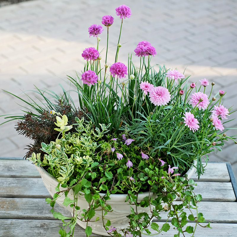 多年生石竹花苗阳台庭院四季种