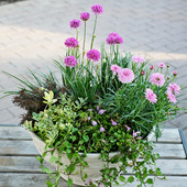 海石竹种子苗种苗四季 种开花盆栽植物阳台庭院夏秋季 多年生欧石竹