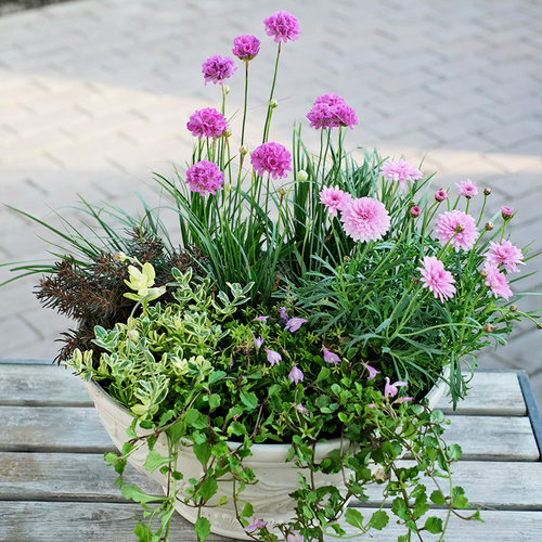 多年生石竹花苗阳台庭院四季种