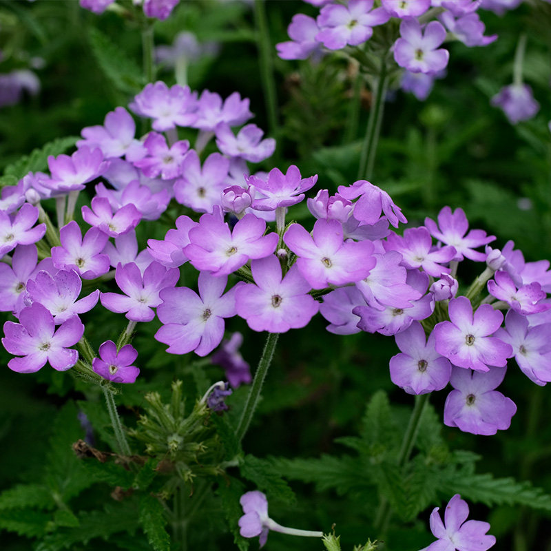 3株美女樱种子孑籽苗花苗四季种开花盆栽阳台庭院室内外易种活花