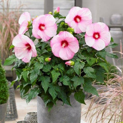 多年生芙蓉葵花苗四季庭院易种