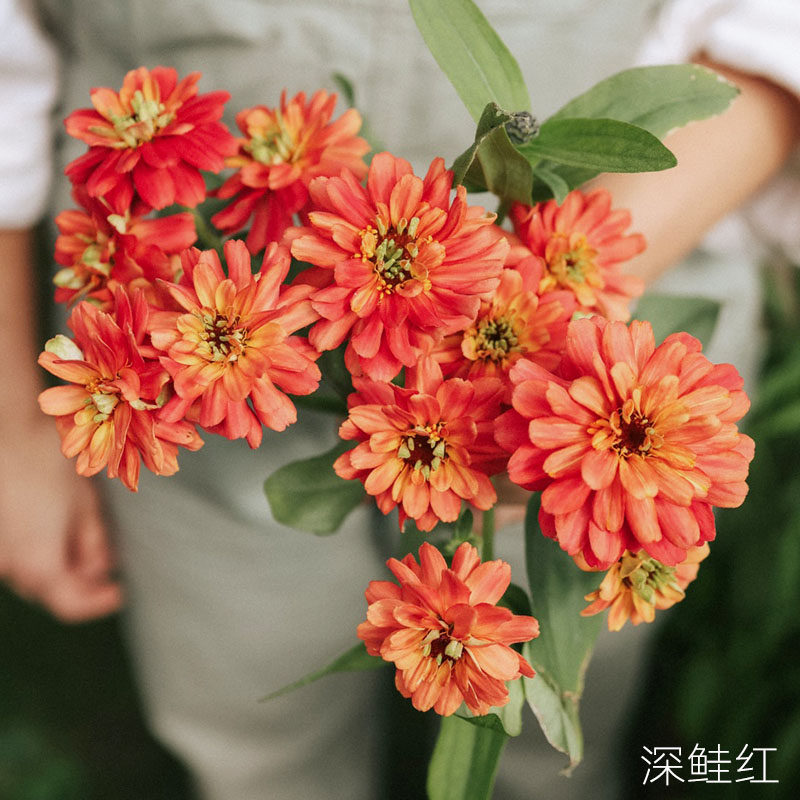 逸棵中叶百日草花苗种苗耐热盆栽阳台窗台庭院花卉室内外盆栽易种