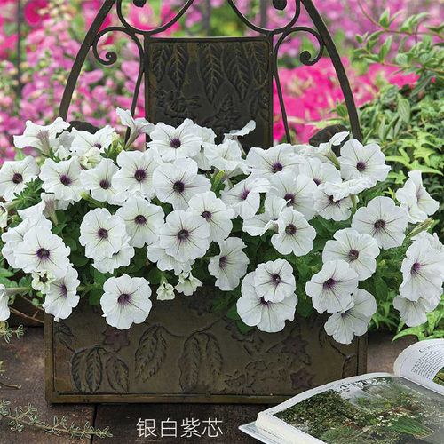 直立矮牵牛三部曲3株花苗小苗阳台庭院窗台室内外盆栽植物易种