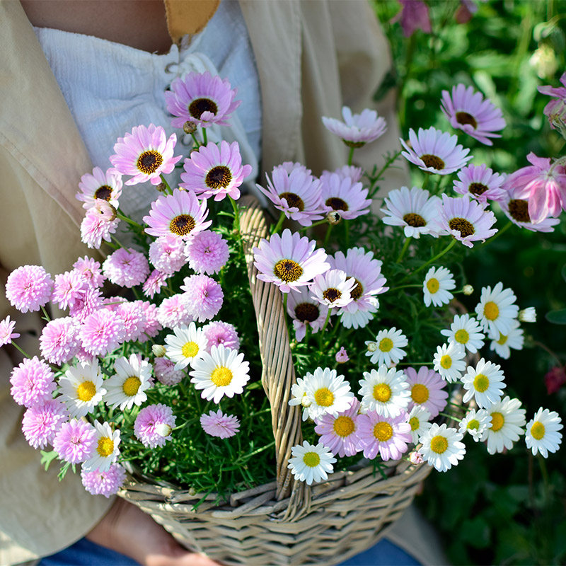 糖果玛格丽特菊雏菊花苗花种小苗穴盘苗开花蓝色阳台庭院盆栽冬季