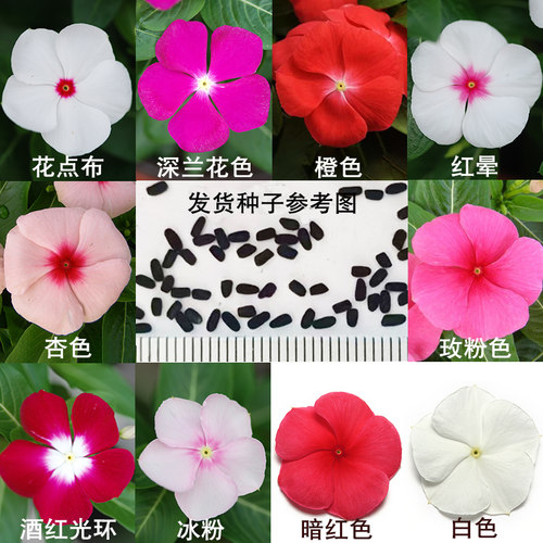 长春花种子四季种阳台盆栽易种