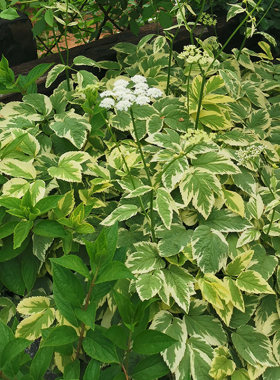 花叶羊角芹花苗庭院阳台四季种
