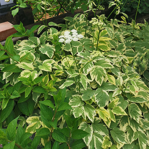 花叶羊角芹花苗庭院阳台四季种