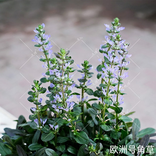 多年生姬十二筋骨草号角草花苗花叶紫叶四季种开花庭院阳台植物