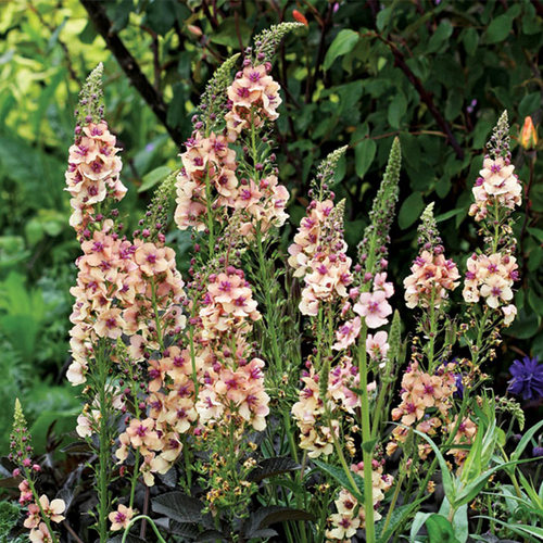 多年生毛蕊花花苗庭院四季