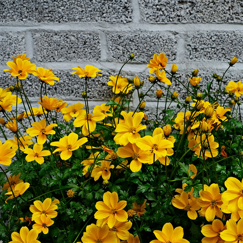 鬼针草花苗小苗四季种开花阳台庭院室内外易种活盆栽花卉植物冬季
