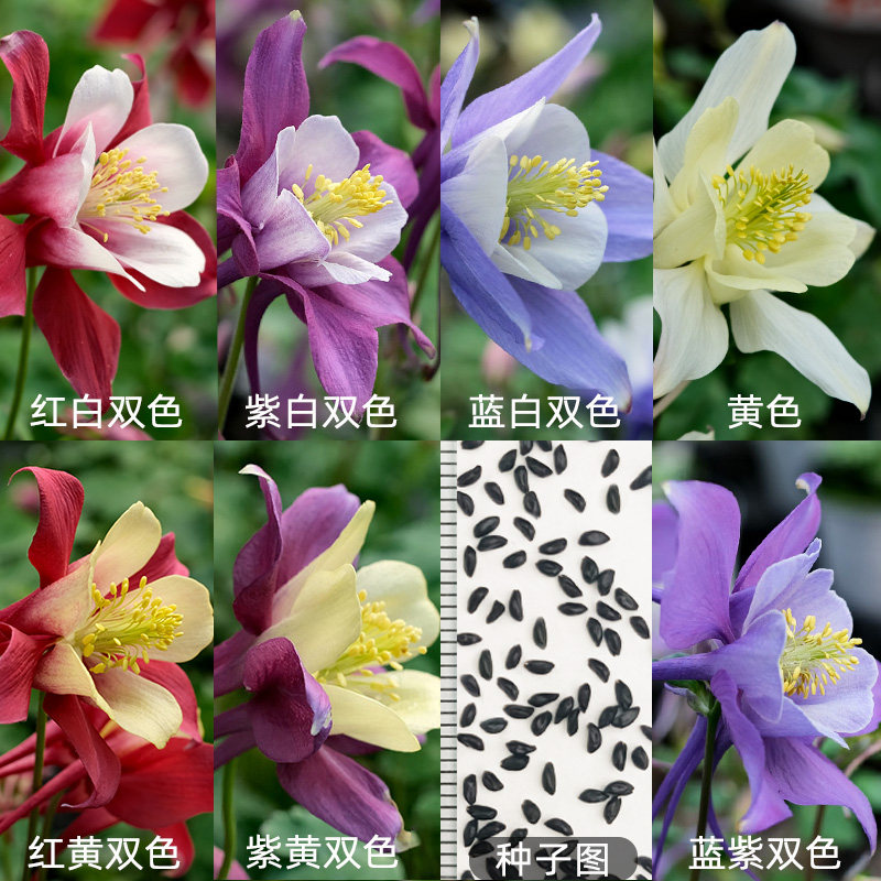 大花耧斗菜种子籽花卉多年生重瓣四季种开花阳台庭院室内外易种活