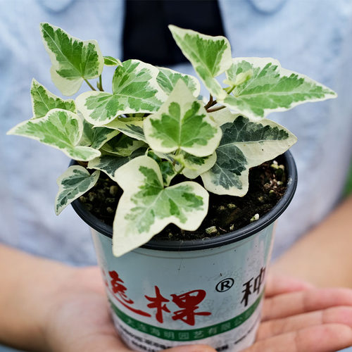 常春藤花苗桌面绿植室内盆栽易活