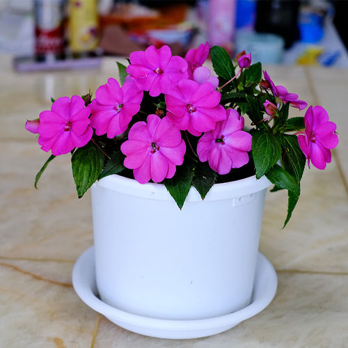 逸棵桑蓓迪凤仙玫瑰粉花苗多年生耐热阳台窗台盆栽庭院