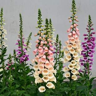 3株毛地黄花苗花种子籽大苗四季种开花阳台庭院室内外易活盆栽