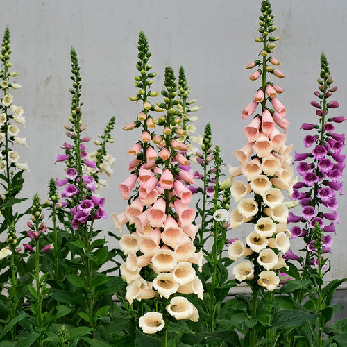 毛地黄花苗庭院阳台四季易种