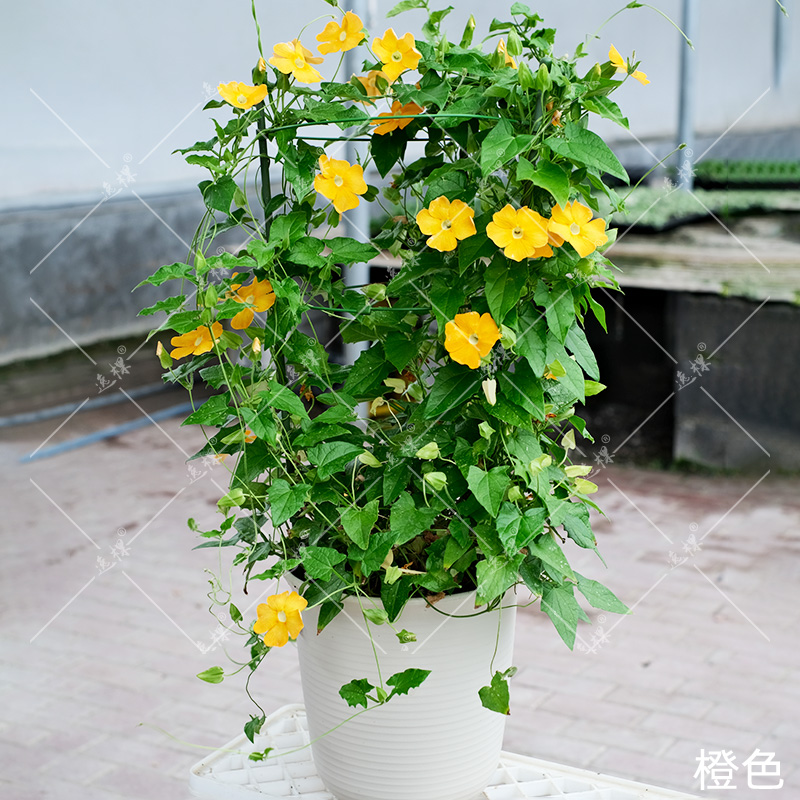 黑眼苏珊花苗大苗种子籽苗四季种开花阳台庭院室内盆栽易种活爬藤