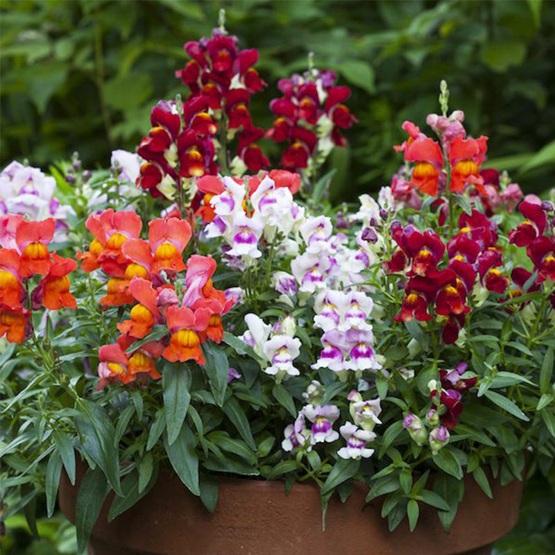 金鱼草矮生种子阳台四季易种