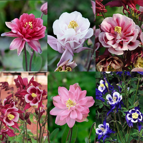 多年生耧斗菜庭院春季