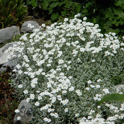 夏雪草花苗庭院阳台四季易种
