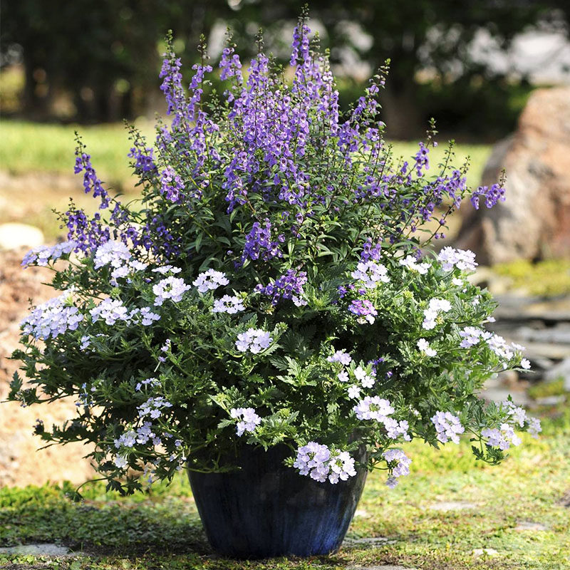 香彩雀花种籽子四季种开花阳台盆栽庭院室内外易种活耐热花卉植物