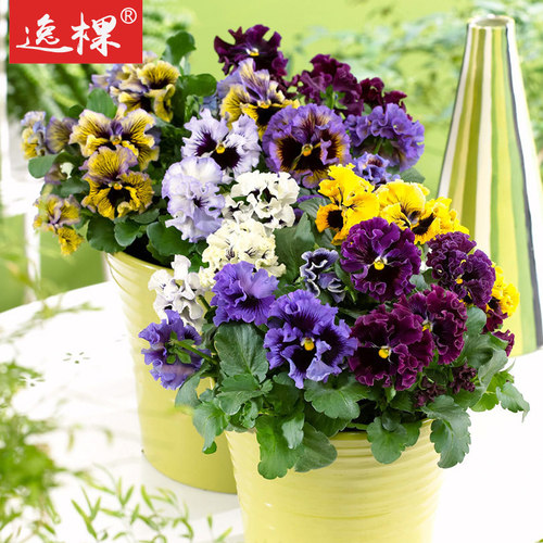 三色堇花苗阳台盆栽四季易活