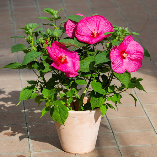 2株多年生芙蓉葵月神系列花大色艳夏季四季种庭院盆栽易种易活