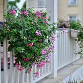 2株垂吊钓直立天竺葵花苗种子小苗重四季 种开花盆栽阳台庭院冬季