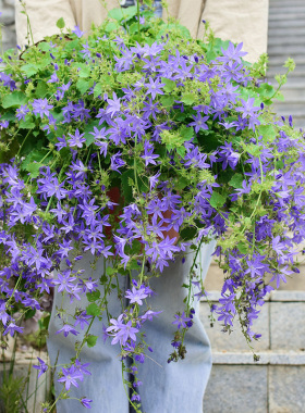 2株重瓣丹麦紫斑垂吊钓风铃草花苗种子酒杯粉卢布庭院盆栽群专用