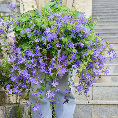 2株重瓣丹麦紫斑垂吊钓风铃草花苗种子酒杯粉卢布庭院盆栽群专用