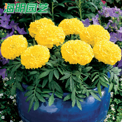 49包邮万寿菊孔雀草花种子花卉种子四季种开花不断春天种的花种子
