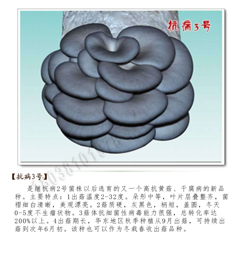 抗病3号特抗650双抗黑平1671 8105 广温中低温平菇菌种栽培种原种