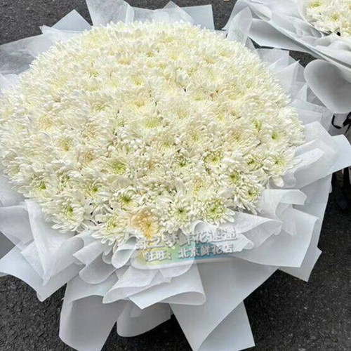 99朵白菊花清明节菊花花束鲜花速递同城扫墓追悼祭祀祭奠北京鲜花