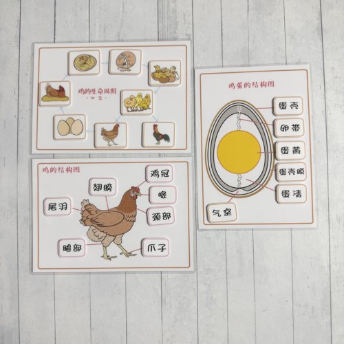 安静书动物鸡的生命周期+结构图认知卡青蛙海龟鱼蛇狗鳄鱼袋鼠人