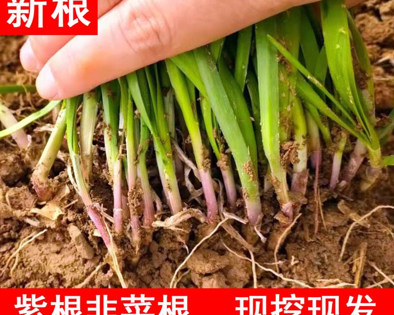 韭菜根苗紫根现挖韭菜根种四季宽叶阳台韭菜根包邮新鲜韭菜根