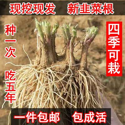 绿色无公害当年新韭菜根