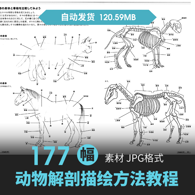 动物画法基础教程生物动态结构肌肉骨骼骨架绘画线稿参考手绘素材