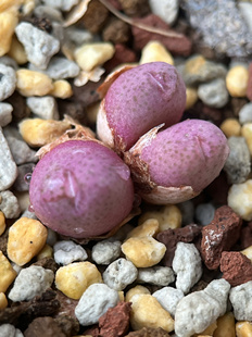 园艺肉锥飒露紫斑马杂交3头