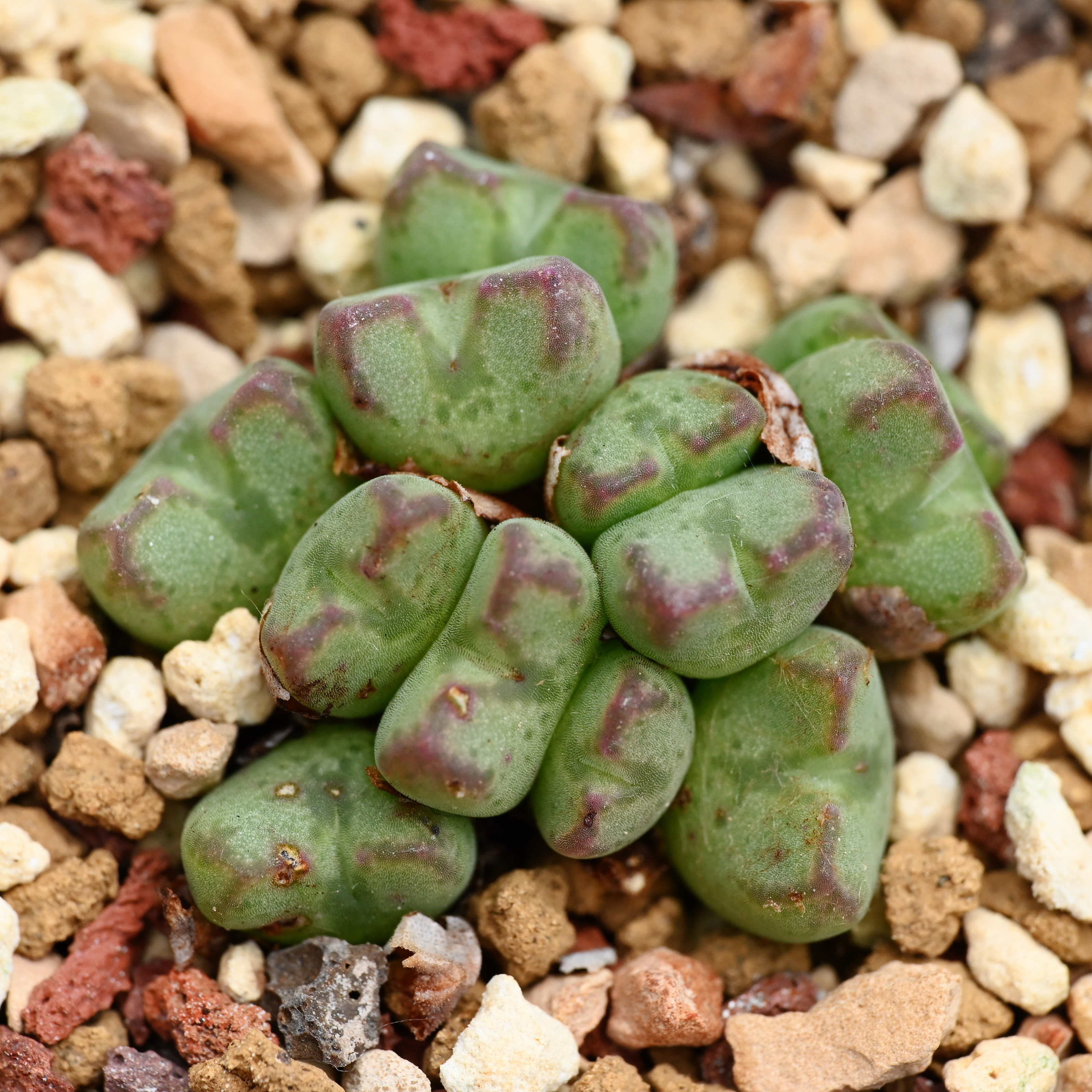 红线元宝群生母本12头肉锥包邮