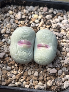 大型红嘴肉锥双头包邮